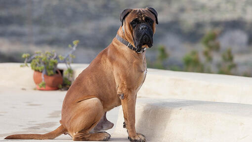 Brauner Bullmastiff sitzt
