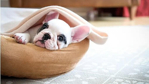 Weiße und schwarze französische Bulldogge im Hundebett.