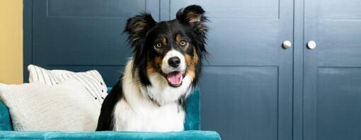 schwarz-weißer Hund