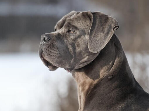Cane Corso