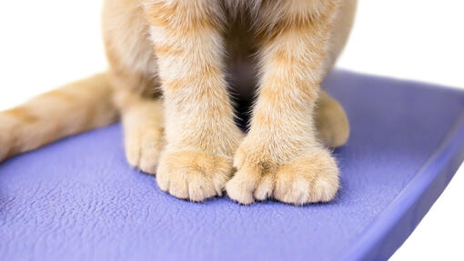Katzenpfoten