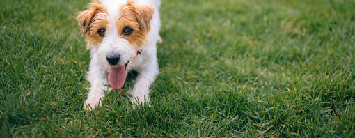 Verspielter Hund draußen