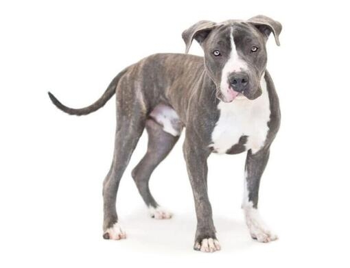 American Pitbull Terrier