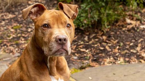American Pitbull