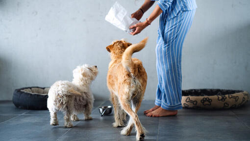 Hunde warten auf Futter