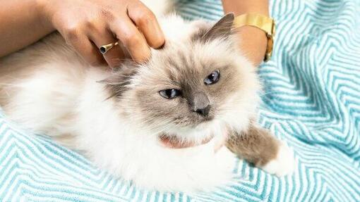 flauschige Katze lässt sich den Kopf streicheln