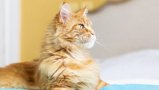 Katze sitzt auf dem Bett