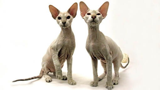 Peterbald Katze