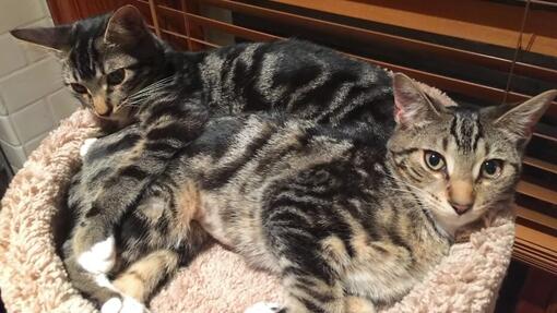 find-a-pet/cat-breeds/sokoke-cat