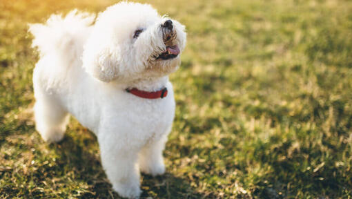Bichon Frisé schaut nach oben