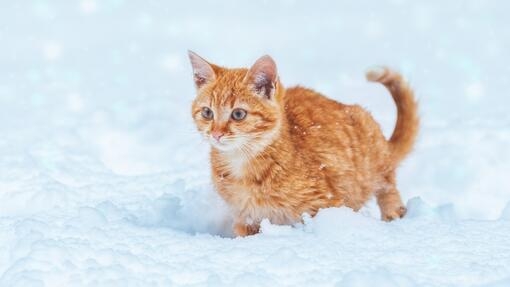 Rote Katze läuft im Schnee
