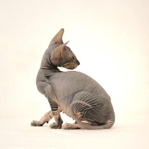 Peterbald Katze