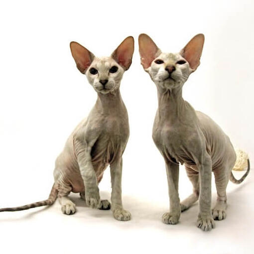 Peterbald Katze