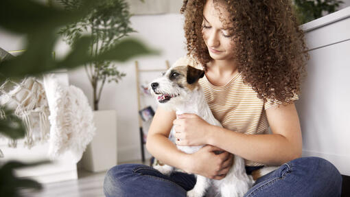 Top 10 der beliebtesten Hunderassen