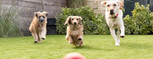 Top 10 der beliebtesten Hunderassen