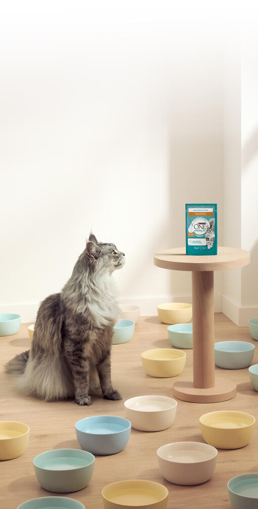 Hydration leicht gemacht mit Purina ONE® HYDRALIFE™