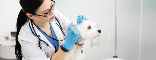 Tierarzt überprüft die Ohren des Hundes