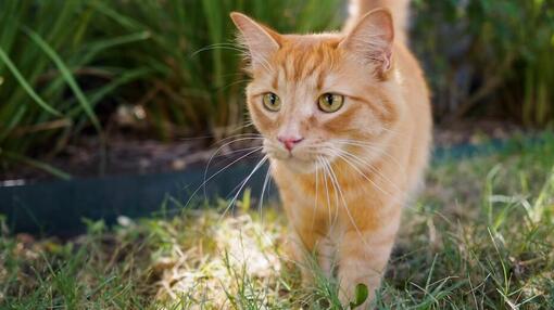 Orangefarbene Katze draußen