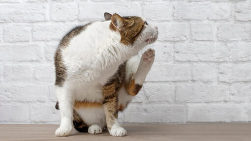 Katze kratzt sich