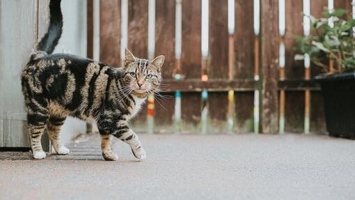 Katze läuft im Garten