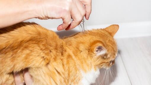 Orangefarbene Katze wird gegen Flöhe behandelt