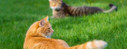 Zwei Katzen sitzen draußen