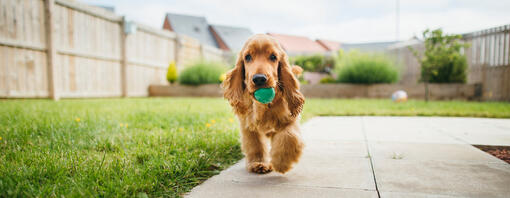 Hundespiele im Freien