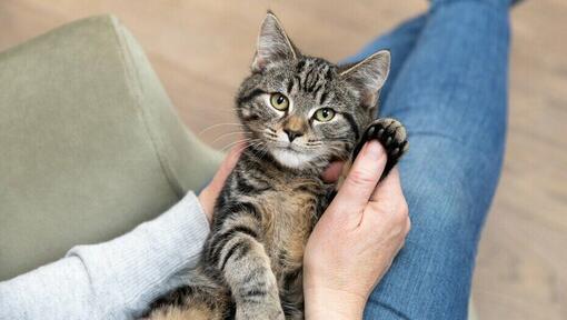 Was verursacht die Katzenkratzkrankheit?
