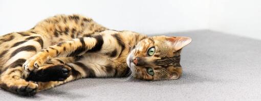 Was ist die Katzenkratzkrankheit?