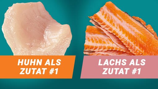 Zutaten für eine proteinreiche Ernährung