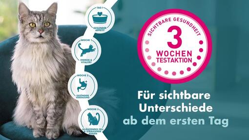 Starte die 3-Wochen-Testaktion