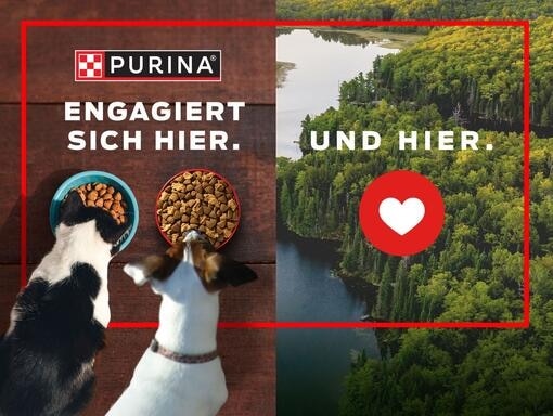 zwei Seiten: eine mit Katzen- und Hundefressen, die andere mit Landschaftsansicht eines Waldes