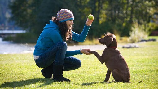 Eine Frau bringt einem Hund bei, Pfötchen zu geben.