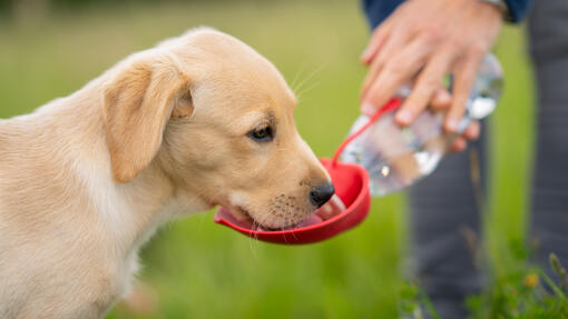 Hund trinkt Wasser aus dem Napf