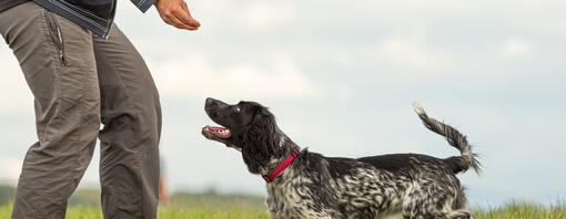Eine Person trainiert einen Hund auf einem Feld.