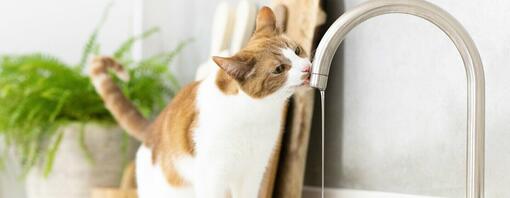 Katze trinkt Wasser direkt aus dem Wasserhahn