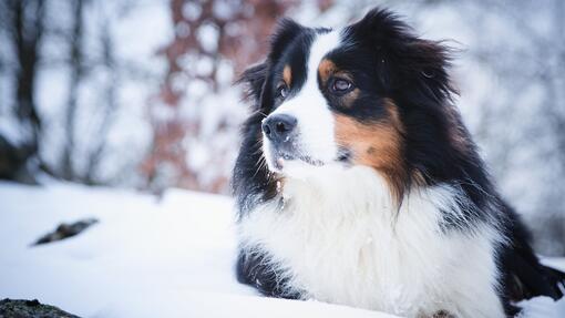 Australian Shepherd