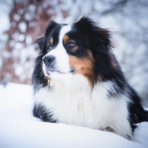 Australian Shepherd