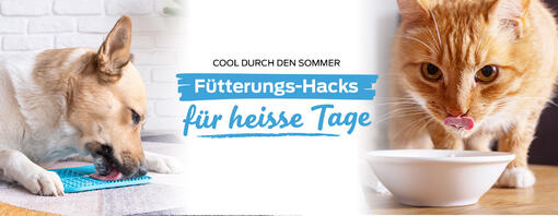 Einfache Fütterungs-Hacks für heiße Tage - Hund & Katze