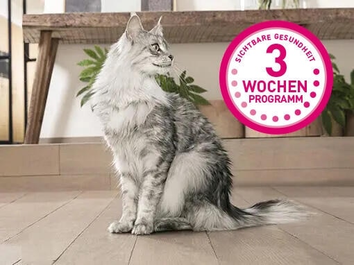 Entdecke in nur 3 Wochen den Unterschied