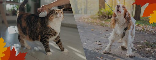 Fit durch den Herbst: 3 Dinge, die deinem Tier jetzt guttun