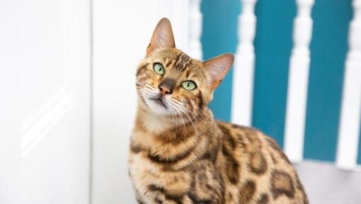 Wie schlau sind Katzen wirklich?