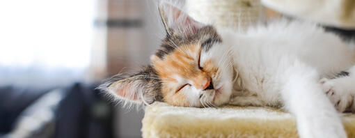 Wie schlau sind Katzen wirklich?