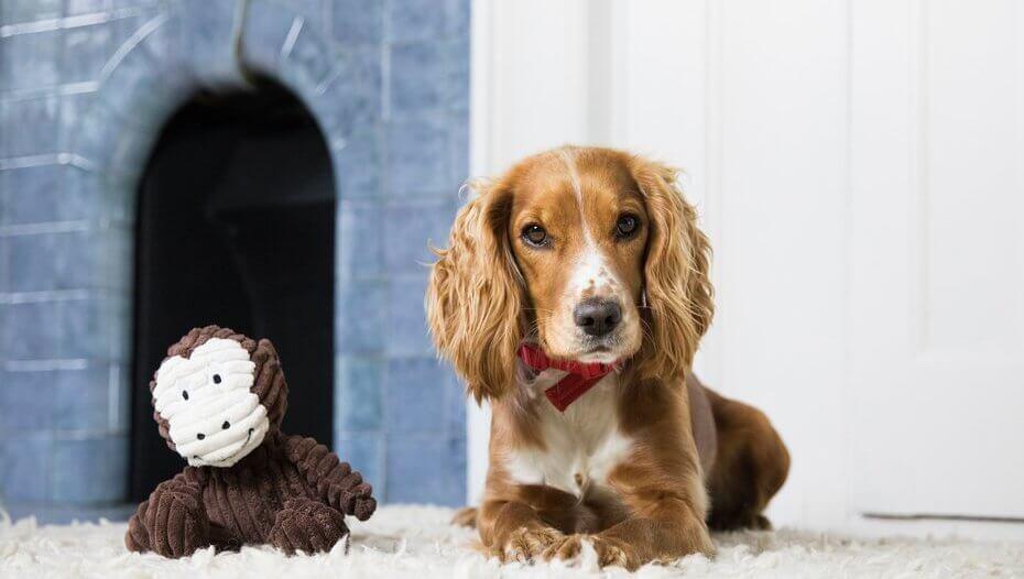 Cocker Spaniel sitting down next to a monkey toy Cocker Spaniel setzt sich neben ein Affenspielzeug