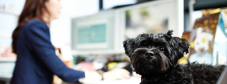 Hund am Arbeitsplatz Hund am Arbeitsplatz