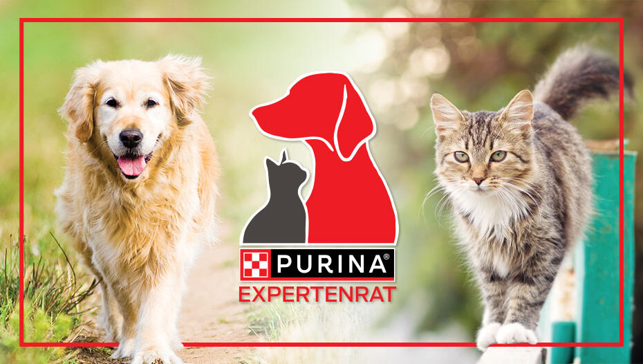Wann Werden Golden Retriever Geschlechtsreif
