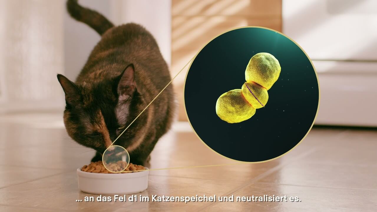 Wie PRO PLAN® LiveClear® Katzenallergene reduziert – PURINA PRO PLAN®