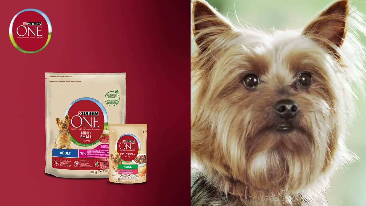 PURINA ONE MINI/SMALL Sensitive mit Lachs von