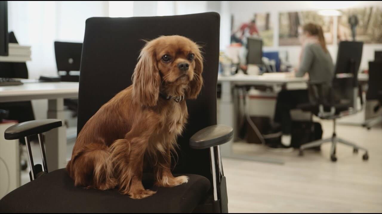 "Pets at Work" #WeAreBetterWithPets – Purina Deutschland