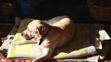 Hund liegt in der Sonne